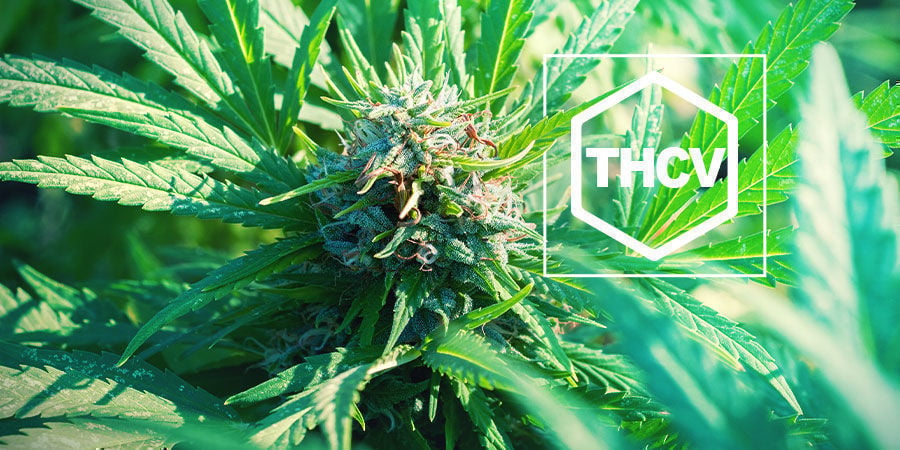 Todo Lo Que Debes Saber Sobre El THCV - Cómo Cultivar Marihuana